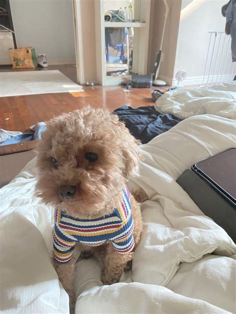 cute lil pup rpuppies