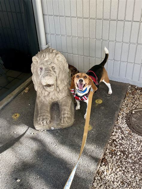 Making friends! Butt sniff came back inconclusive! : r/AnimalsBeingDerps