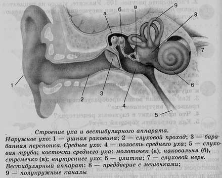 Орган слуха. Слуховой анализатор.