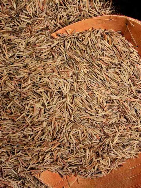 wild rice northland visions