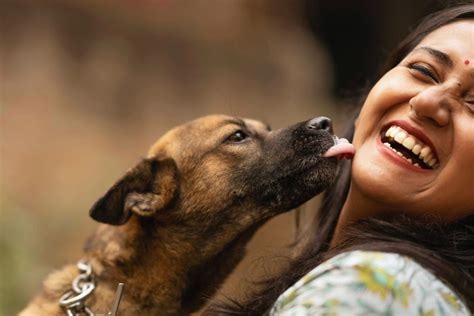 Cachorrinho Lambendo A Buceta Da Dona - Cão lambendo: o que isso realmente significa? Canal dos Peludos