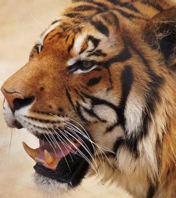 Tiger Roar Stock Photos, Images and Backgrounds for Free Download