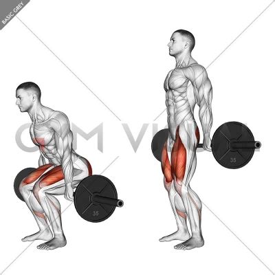 barbell hack squat