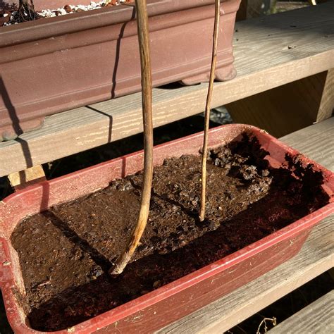 Am I Starving My Bald Cypress? Fertilizing 101