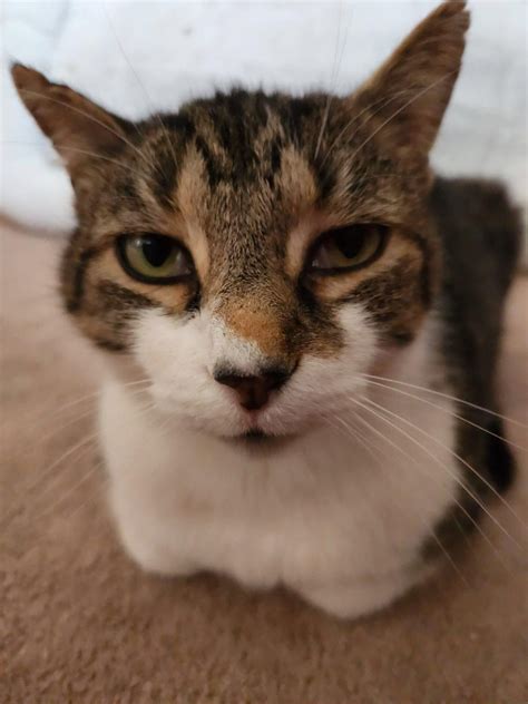 how to tame cats on minecraft 6