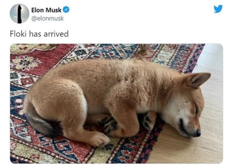 Собака Илона Маска Фото — Фото Картинки