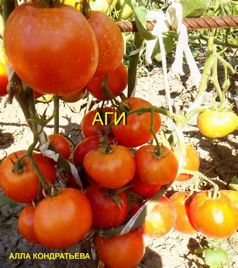 Томат Аги: описание и характеристика сорта, фото, ОТЗЫВЫ | tomatland.ru