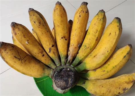 jenis pisang  enak  pisang goreng