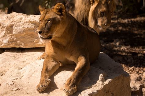 Top Five Animal Encounters in Jordan