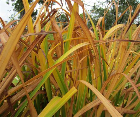 4 Essential Fall Jobs For Your Daylily Plants