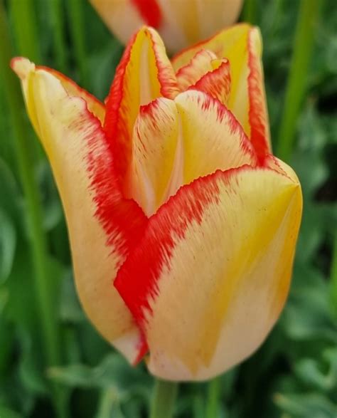 Beauty Dream | Onings Holland Flowerbulbs