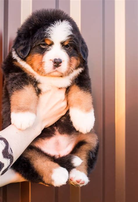Bernese Mountain Dog For Sale Idaho