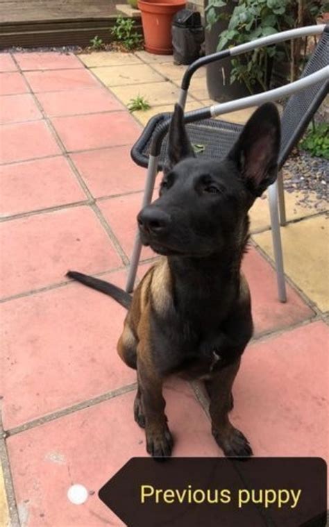 Rare Belgian malinois for stud