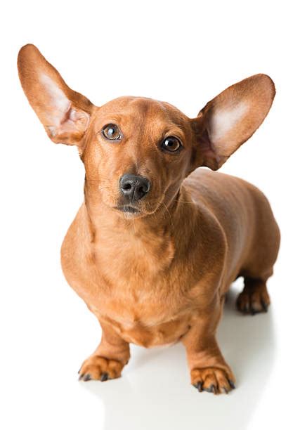 dog ears pricked stock  pictures royalty  images istock