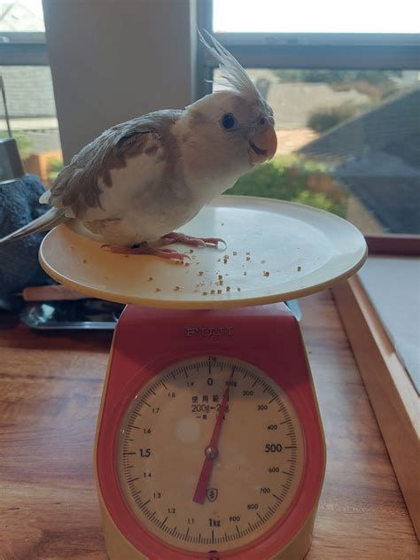 3 month old Baby tiel losing weight after picking up from the bird shop