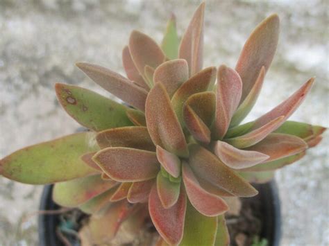 Crassula pubescens subsp. rattrayi - World of Succulents
