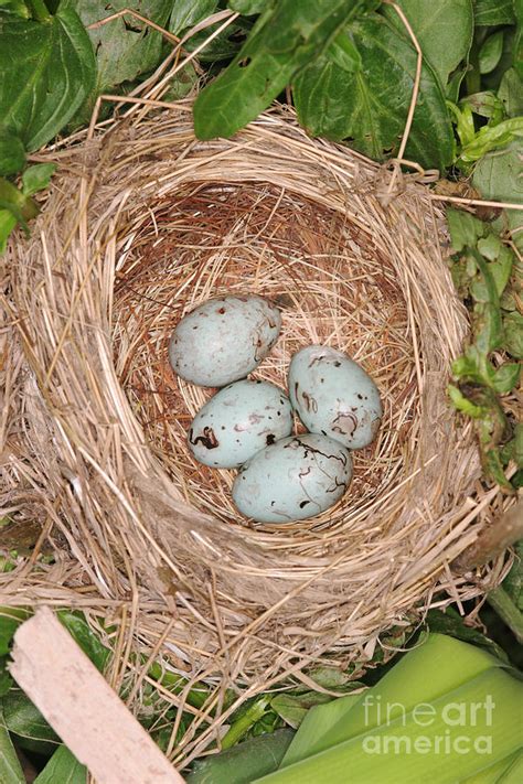 Red-winged Blackbird Nest Photograph by Ted Kinsman - Pixels