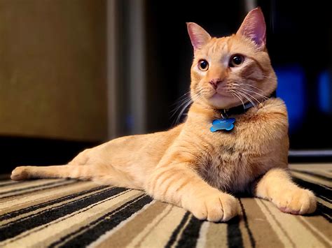 Riley Cat looks like royalty to me. : r/gingercats