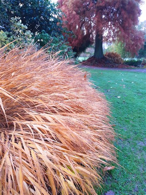 Hakonechloa macra 'All Gold' - Beth Chatto's Plants