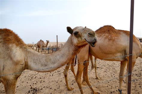 images wildlife fauna vertebrate vicuna camel  mammal