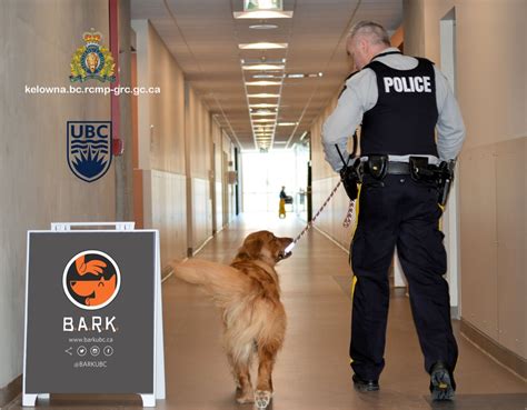 Kelowna RCMP use therapy dogs to battle stress | CBC News