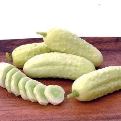 Белые сорта огурцов: разновидности, особенности выращивания и ухода