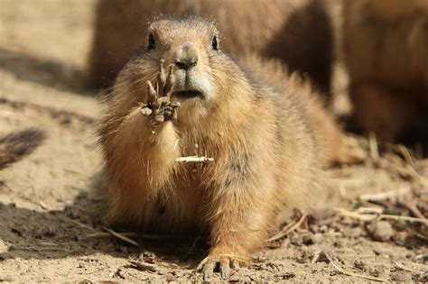 marmot, paw, mud Wallpaper, HD Animals 4K Wallpapers, Images and ...