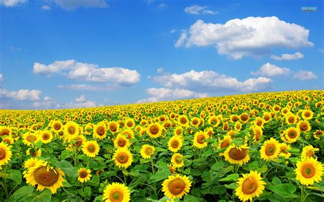 Tổng hợp hình nền hoa Hướng Dương đẹp