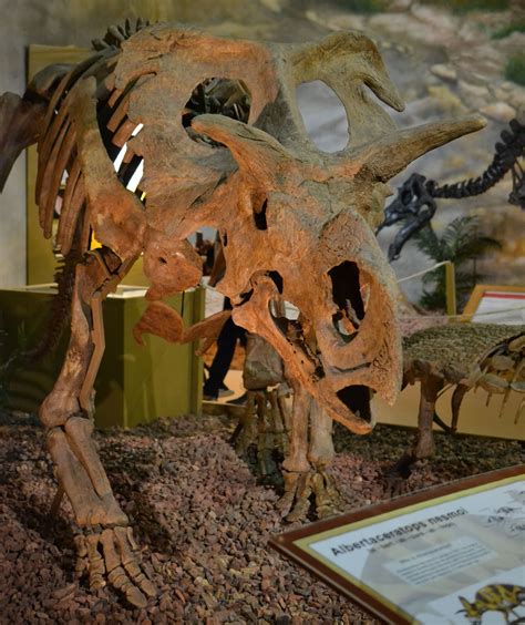 Medusaceratops lokii (Albertaceratops), Wyoming Dinosaur Museum. Dinosauria, Ornithischia ...