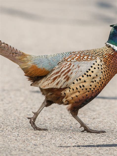 Brown Bird With Neck Ring