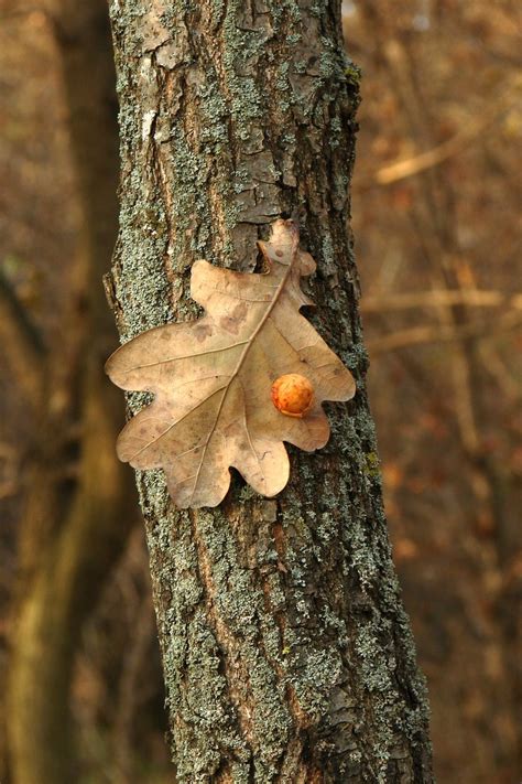 Dry oak leaf on textured tree trunk Free Stock Photo | FreeImages