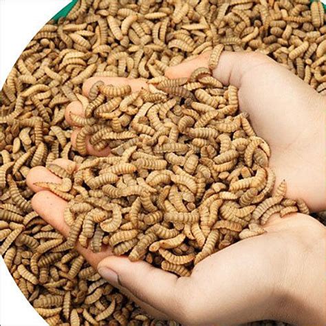 Live Black Soldier Fly Larvae Grade: Commercial at Best Price in Hyderabad | Private Limited