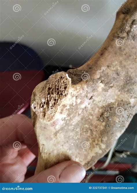 real bone human  animal stock image image  real