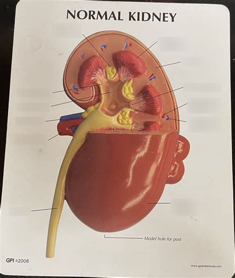 normal kidney  diagram quizlet