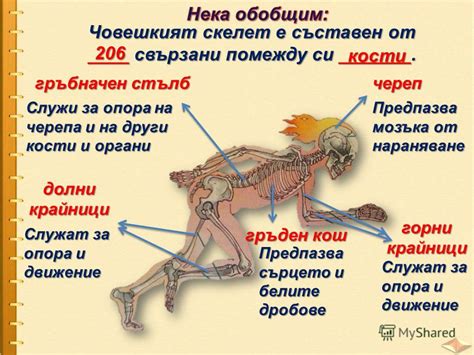 Презентация на тему: "Всеки от нас има скелет вътре в тялото си. Той е ...