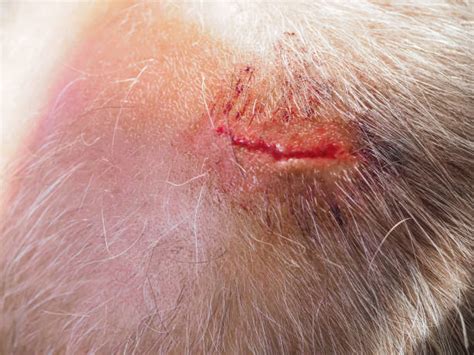 180+ Scalp Laceration Stock Photos, Pictures & Royalty-Free Images - iStock