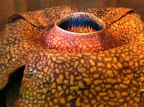 Rafflesia Flower Information