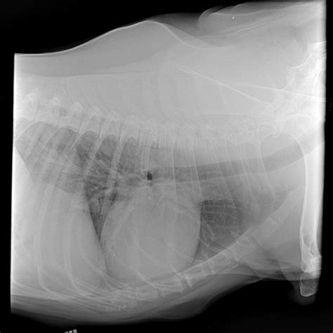 Lucky Lab Rescue and Adoption - Home | Facebook