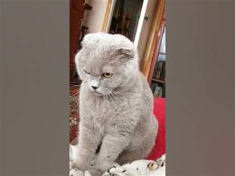 Обиженный котик. - YouTube