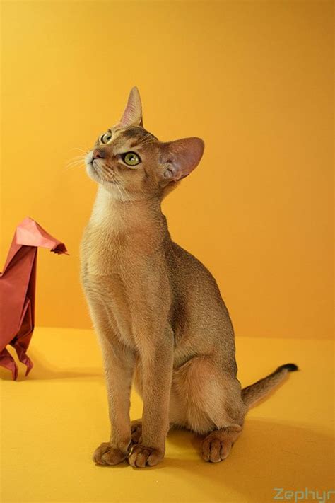 #aby #abysinian #abysiniancat #аби #абиссинская #абиссинскаякошка # ...