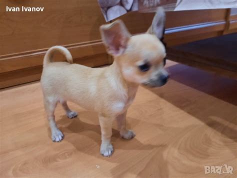 ЧИХУАХУА в Чихуахуа в гр. Балчик - ID43743344 — Bazar.bg