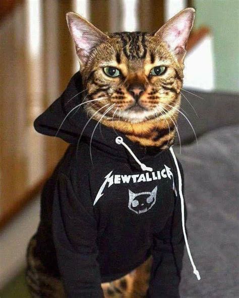 #metallica #mewtallica #cat | Gatos bonitos, Ropa de gato, Mascotas