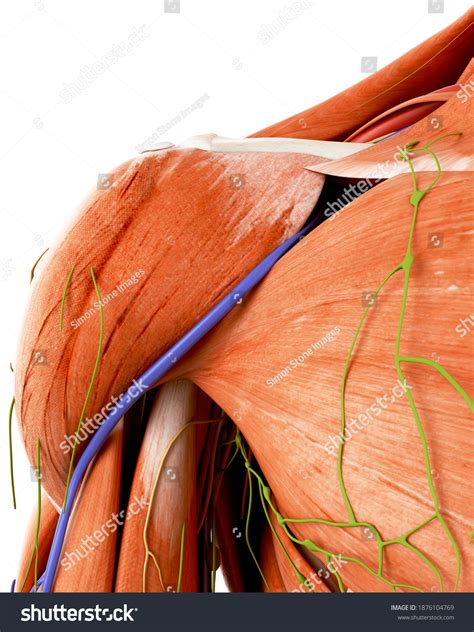 1,464 Anterior Shoulder Anatomy Images, Stock Photos & Vectors