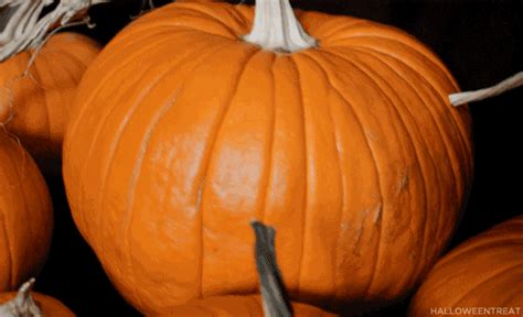 pumpkins gifs | WiffleGif