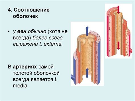 Особенности строения вен - презентация онлайн