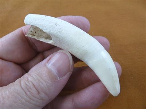 (G376-86) 3-1/16 GATOR Alligator Aligator Tooth TEETH for jewelry BIG ...