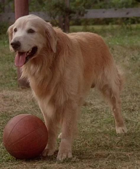 Shadow (Homeward Bound) | Heroes and Villains Wiki | Fandom