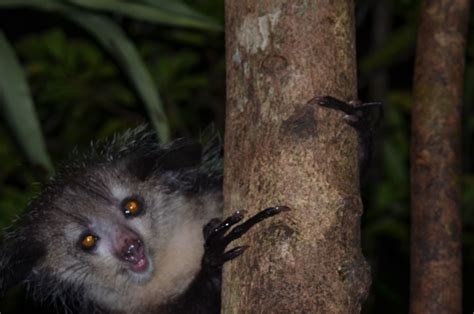 Madagascar Aye Aye | Smithsonian Photo Contest | Smithsonian Magazine