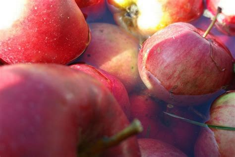 Мочені яблука: як приготувати смачний продукт з наукової точки зору
