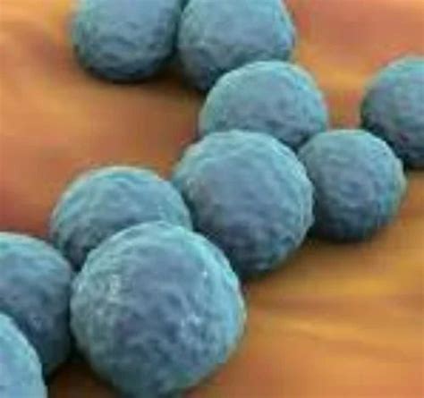 Enterococcus Faecium, Packaging Type: Sack Bag, Packaging Size: 1 L at ...